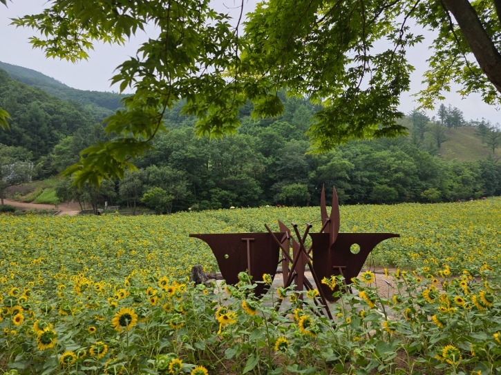 Field of sunflowers (Taebaek Sunflower Festival)