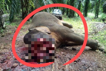“믿기 힘든 끔찍한 모습” 길바닥에 버려진 사체…이러다 큰일 난다 [지구, 뭐래?]