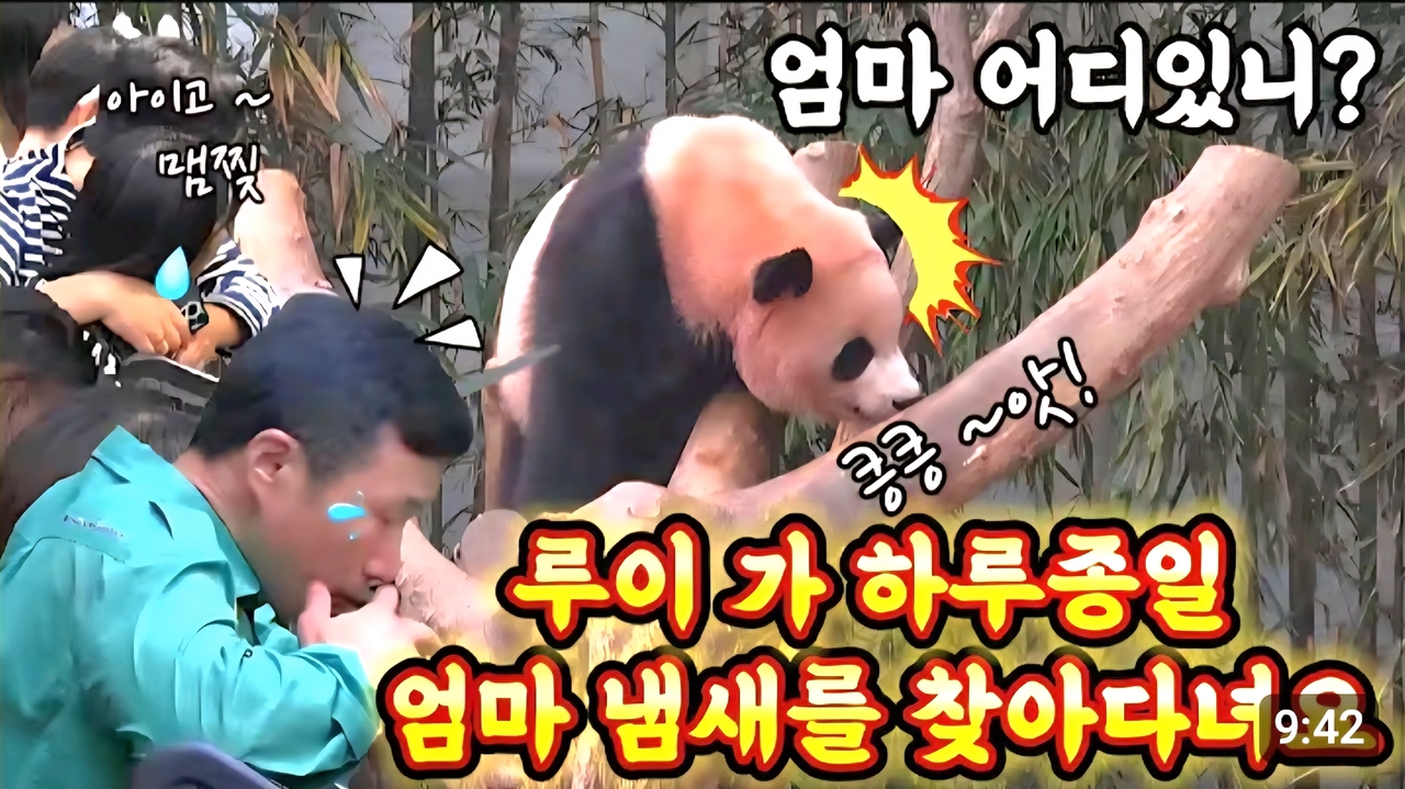 8월17일 루이·토토사이트 크롤링바오 영상 타이틀