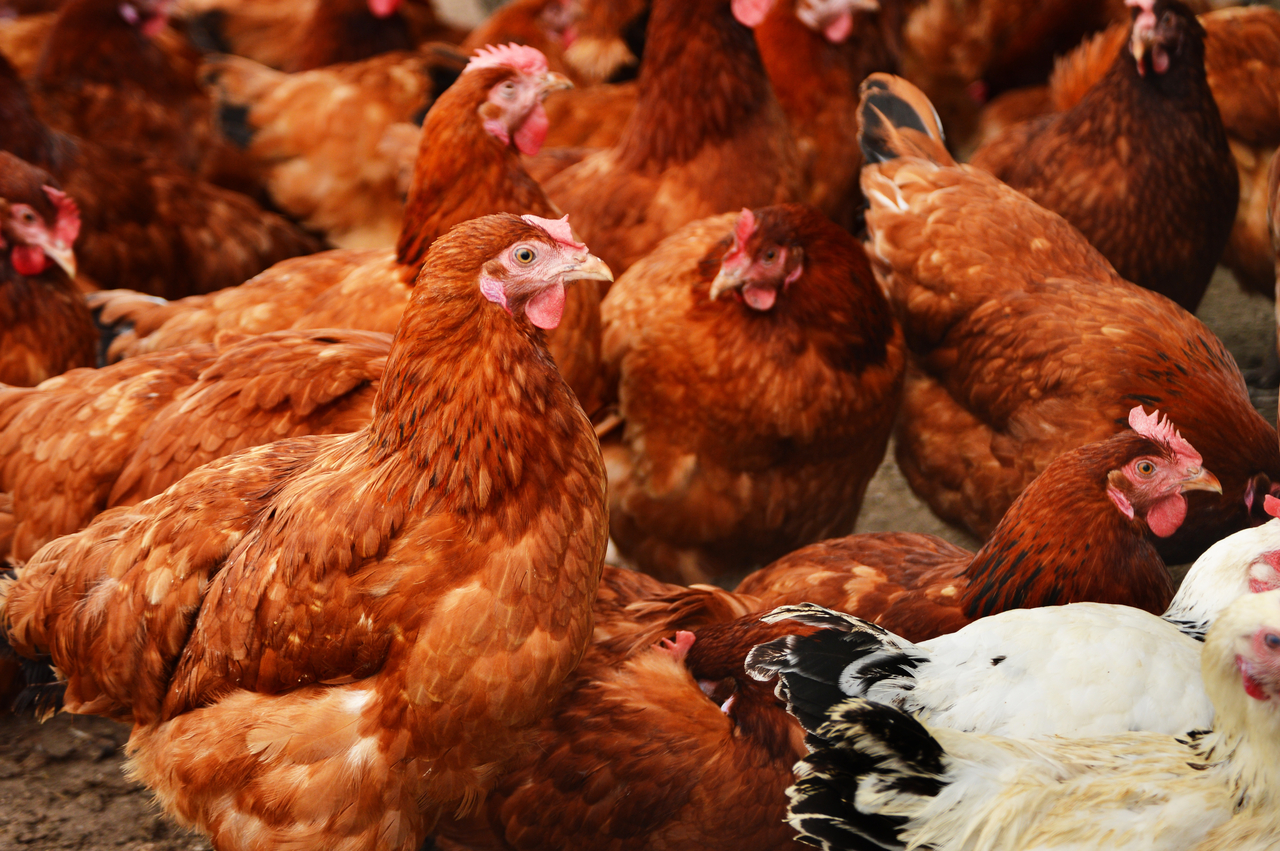 Chickens are seen tightly packed on a farm. (123rf)