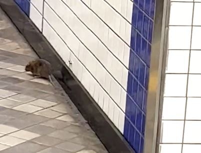 보스토토 한 지하철역에서 발견된 쥐.[연합]