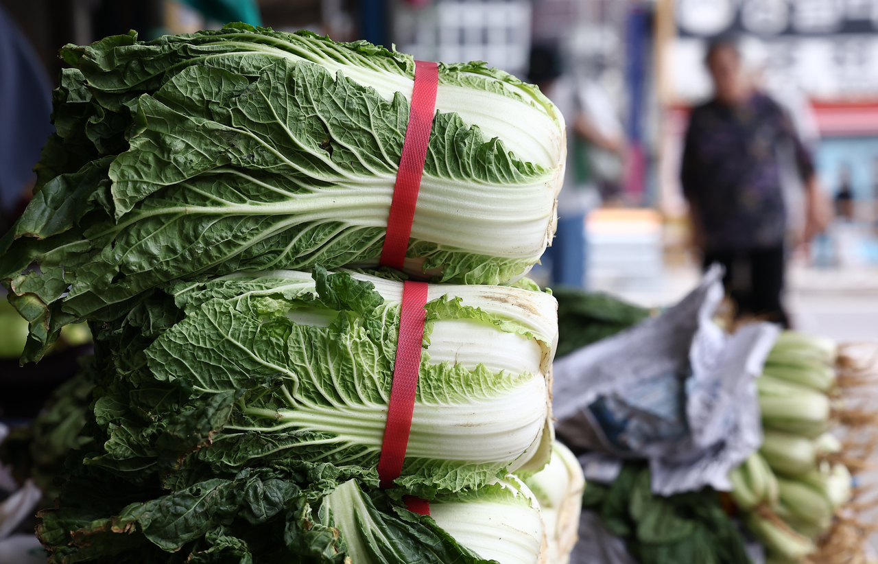 Napa cabbages are seen on display at a market in Seoul on Aug. 3. (Yonhap)