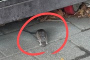 “두 눈을 의심했다” 대낮, 서울 도심에 출몰 ‘경악’…갈수록 늘어난다 [지구, 뭐래?]