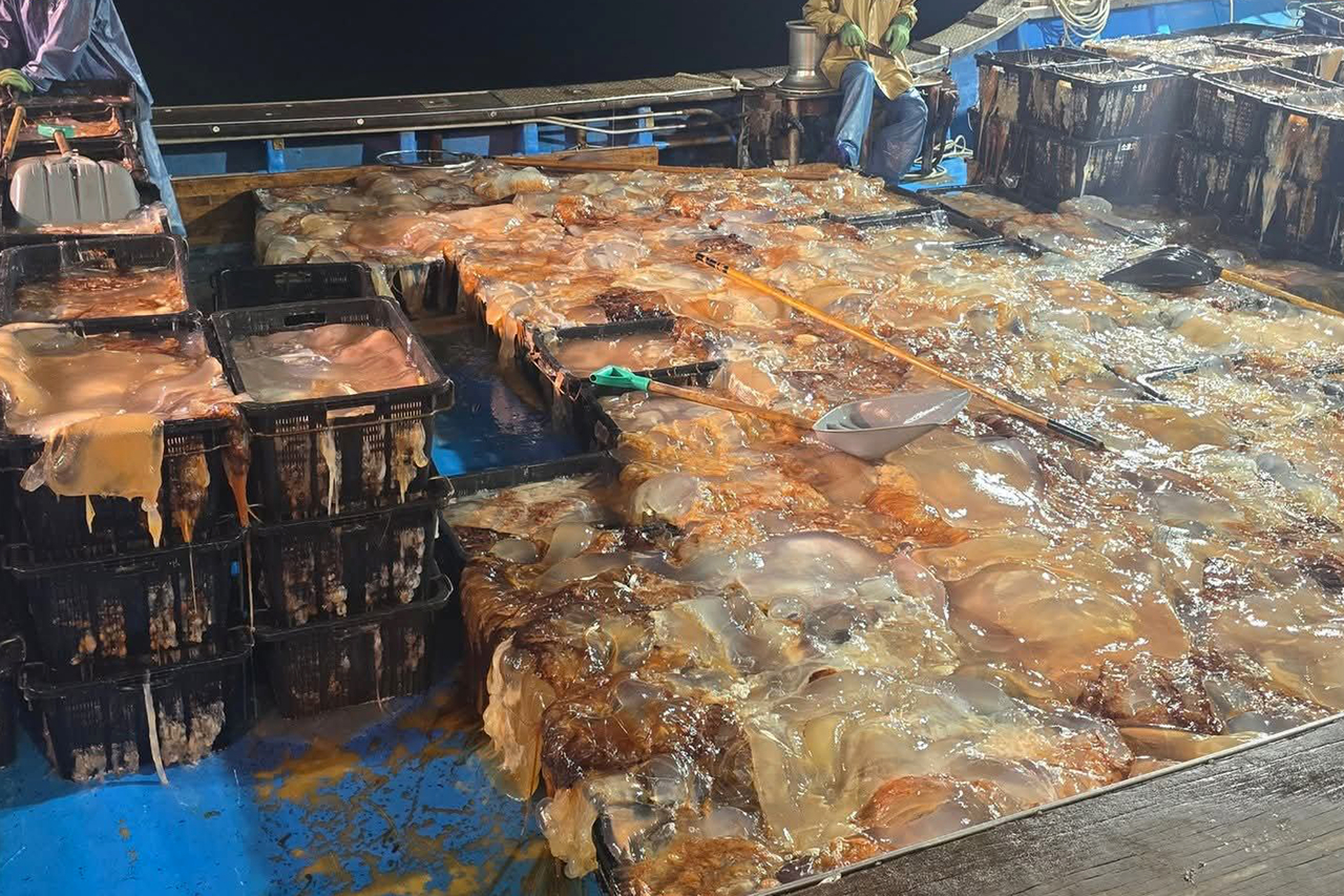 A fishing boat docked at Guryongpo Port in Pohang, North Gyeongsang Province, is seen loaded with jellyfish on Tuesday. (Yonhap)