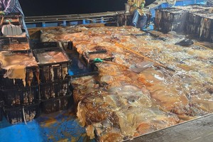 Full haul of jellyfish, not fish