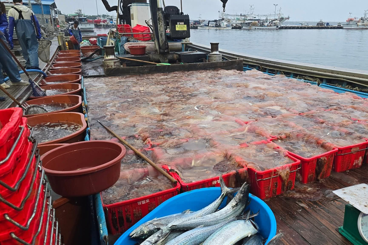 A fishing boat docked at Guryongpo Port in Pohang, North Gyeongsang Province, is seen loaded with jellyfish and only a few fish on Tuesday. (Yonhap)