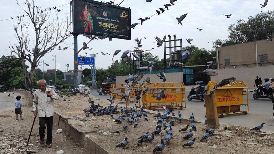 Reliant on easy supply of grains, the populations of pigeons in Indian cities have jumped dramatically.    (Straits Times)