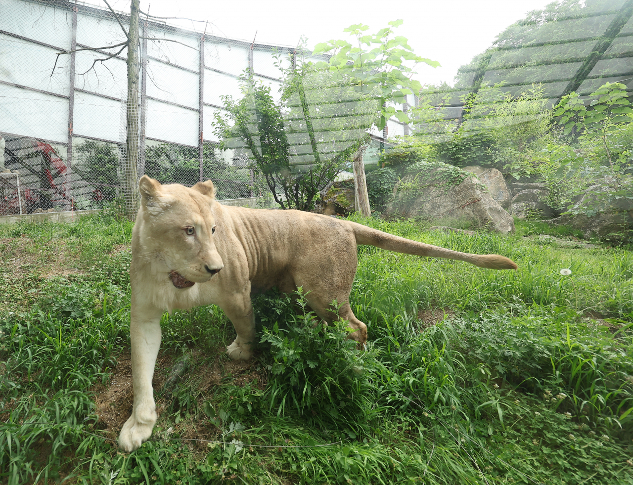 A lioness moves around the outdoor zoo area of Spavalley resort in Daegu in this file photo from May 2023, after being rescued from a basement facility where she was born and kept for her entire life. (Yonhap)
