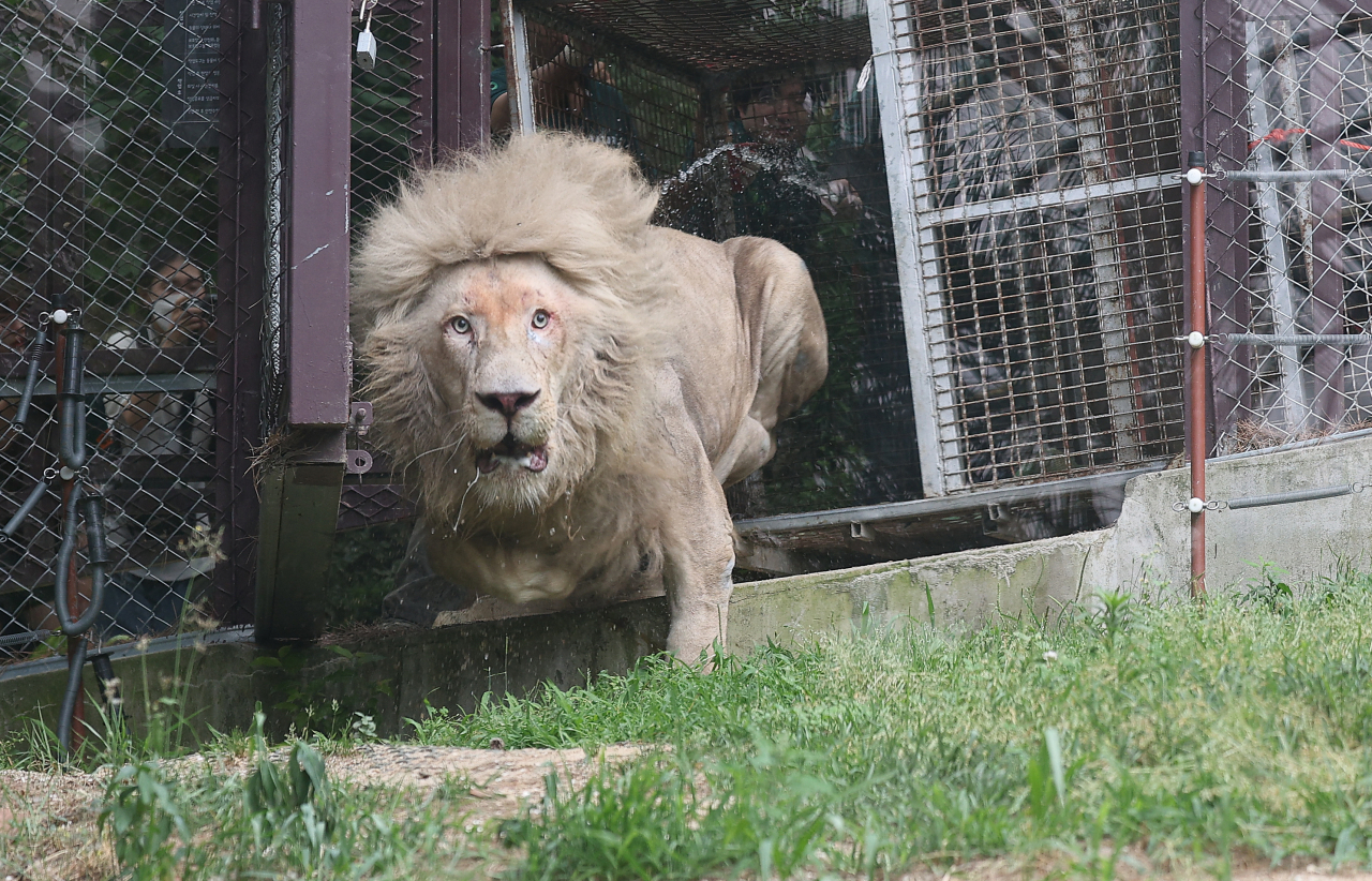 This file photo from May 2023 shows the moment the lion takes his first step into the outdoor section of Spavalley resort in Daegu, after having been born and kept within a basement cell for his entire life. (Yonhap)