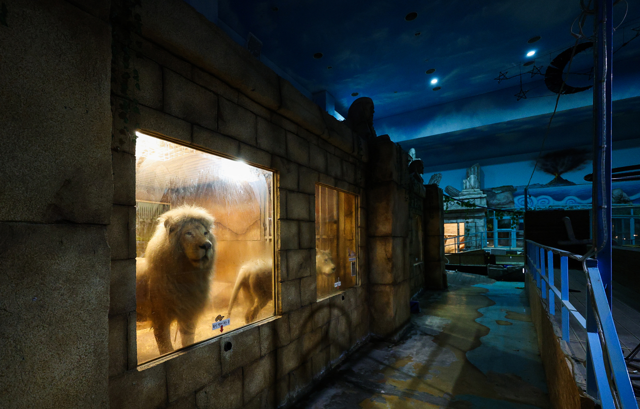 Two lions are enclosed at their previous home in an indoor zoo, in Suseong-gu, Daegu, before their relocation in May 2023. (Yonhap)