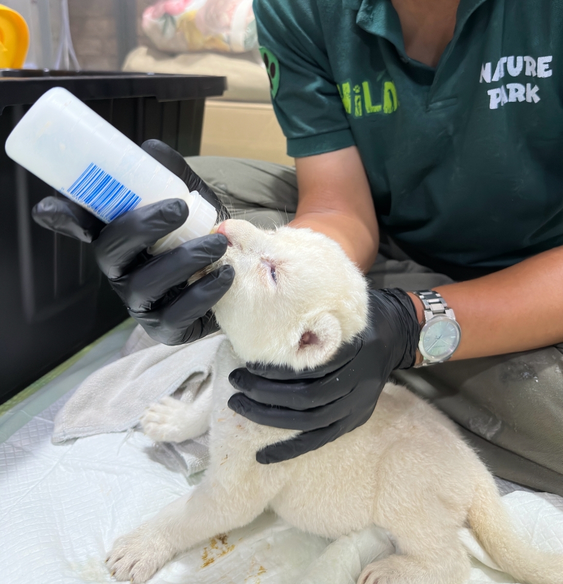 A caregiver feeds one of three lion cubs born to a white lion rescued from an underground zoo at its new home, Spavalley, on Aug. 18 (Spavalley)