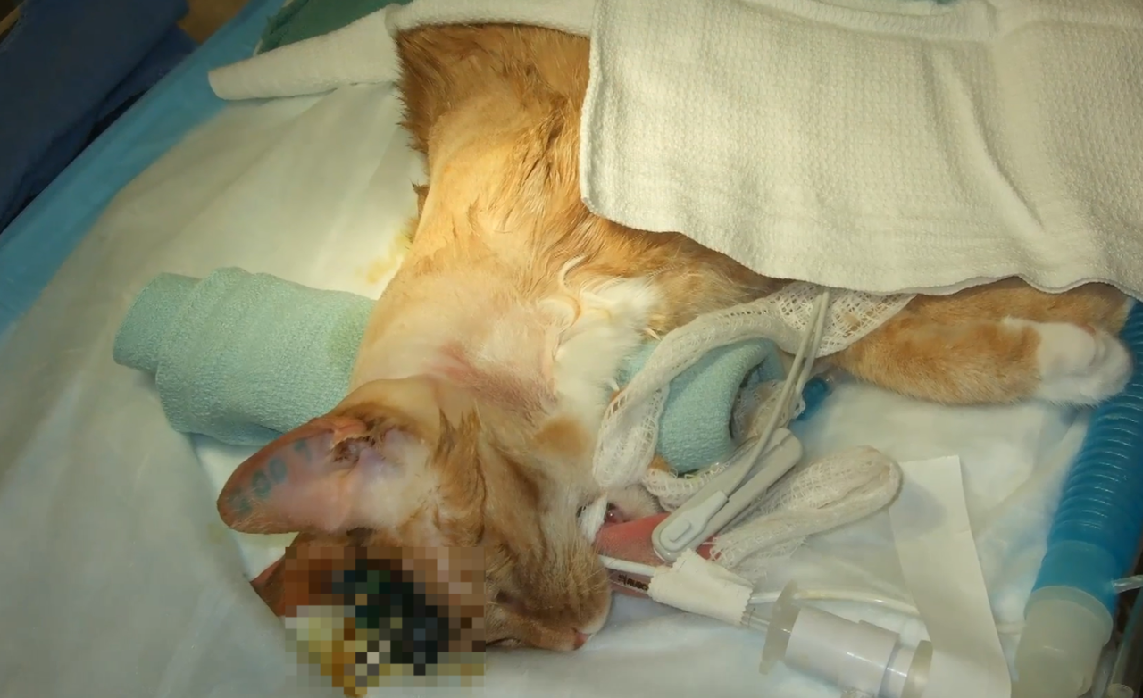 미국 한 대학교 뇌과학 관련 동물마스터 토토사이트에 동원된 고양이.[PETA 홈페이지 갈무리]