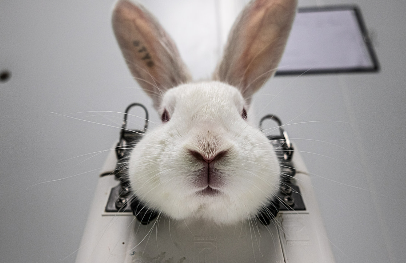 마스터 토토사이트 과정에서 목이 고정된 토끼.[We animals 홈페이지 갈무리]