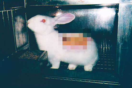 피부 반응 마스터 토토사이트에 이용된 토끼.[We animals 홈페이지 갈무리]