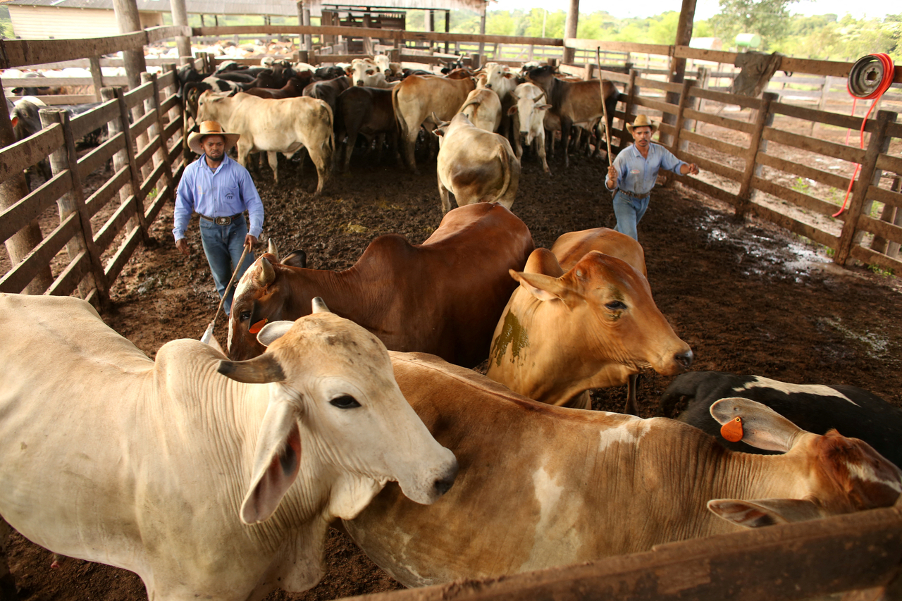 Cattle are herded during an auction in the city of Xinguara in the interior of Para state, Brazil, March 14.   Reuters-Yonhap