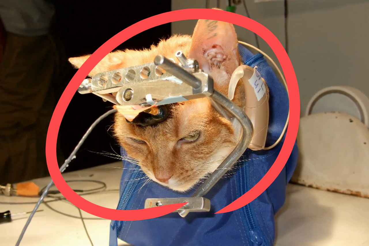 미국 한 대학교 뇌과학 관련 동물마스터 토토사이트에 동원된 고양이.[PETA 홈페이지 갈무리]