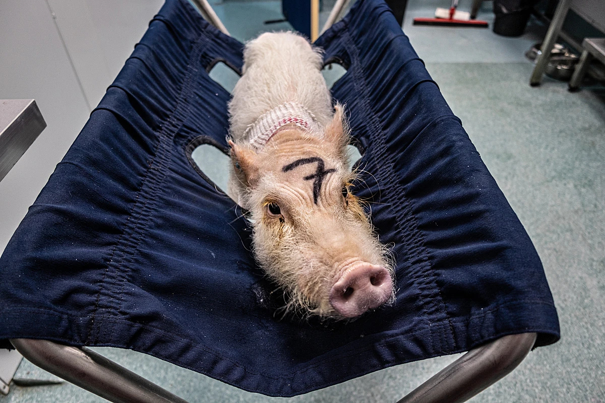움직이지 못하는 돼지가 경정맥 카테터로 수액을 맞기를 기다리고 있다.[We animals 홈페이지 갈무리]