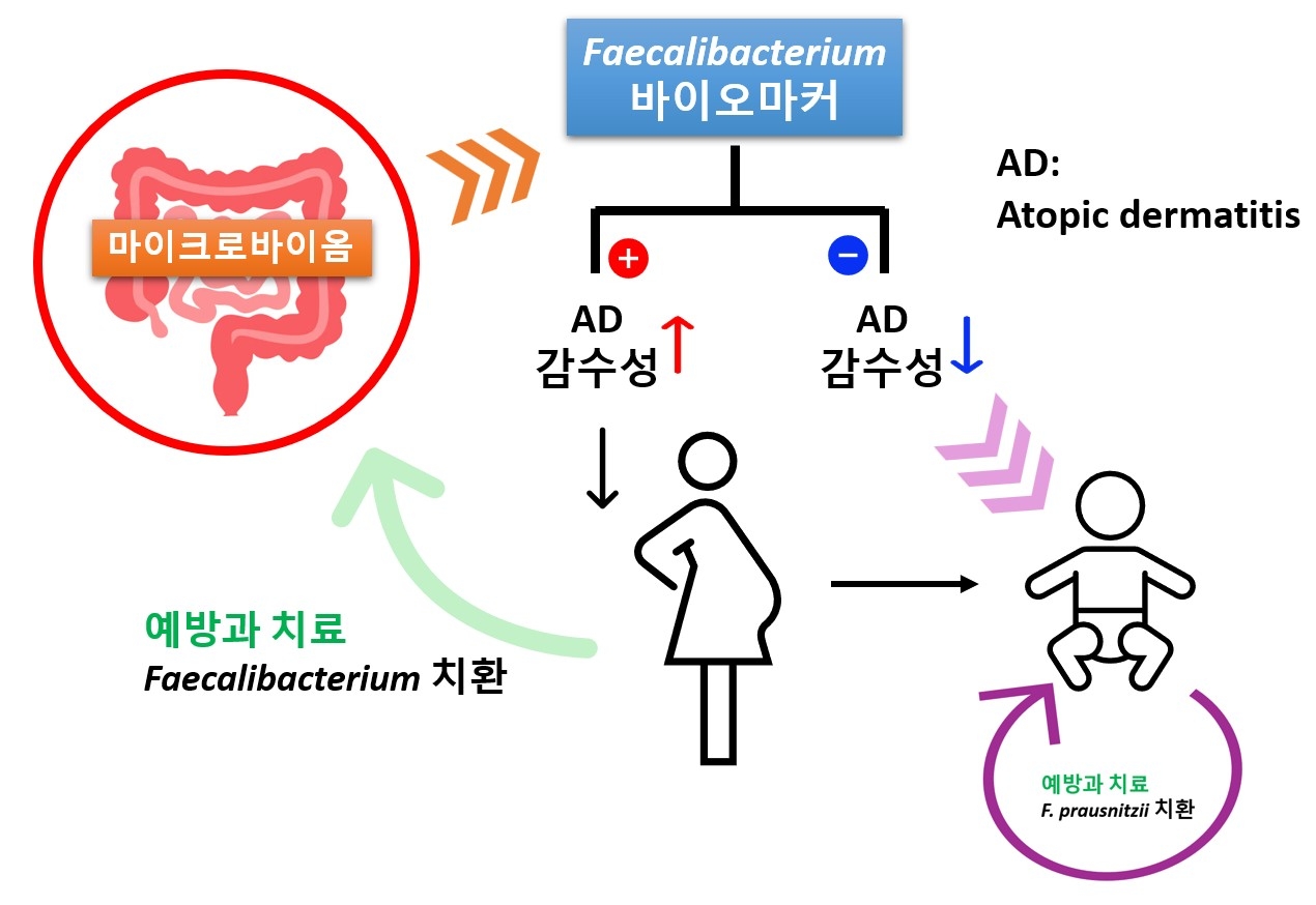 피칼리박테리움 병원성 공생균(pathobiont) 마커를 활용한 토토나라 먹튀검증사이트  피부염 감수성 진단 및 치료 전략.[고려대학교 제공]