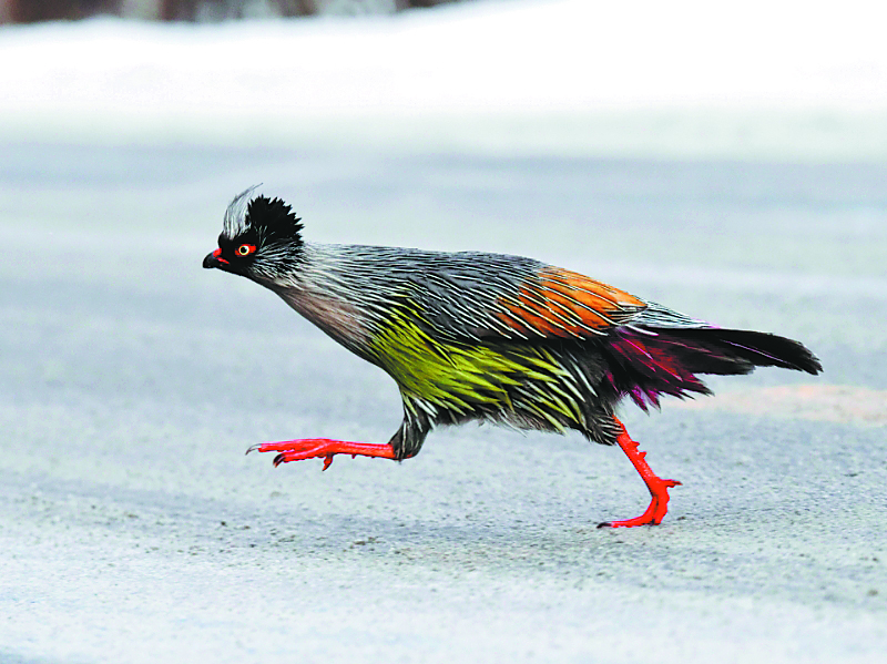 A male blood pheasant is seen within the Qilian Mountain National Park, in Xining, China.    (China Daily)