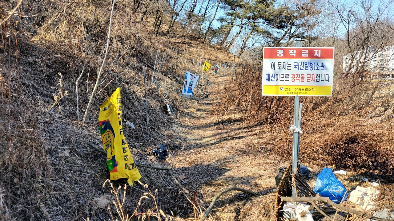 영주국유림관리소가 무단 골드문 토토사이트 실태조사를 11월까지 추진한다[영주국유림관리소 제공]