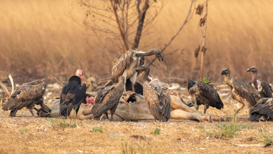 "Vulture restaurants," where disease free buffalo carcasses are provided, are the key tools used to conduct censuses of these important animals.   (Phnom Penh Post)
