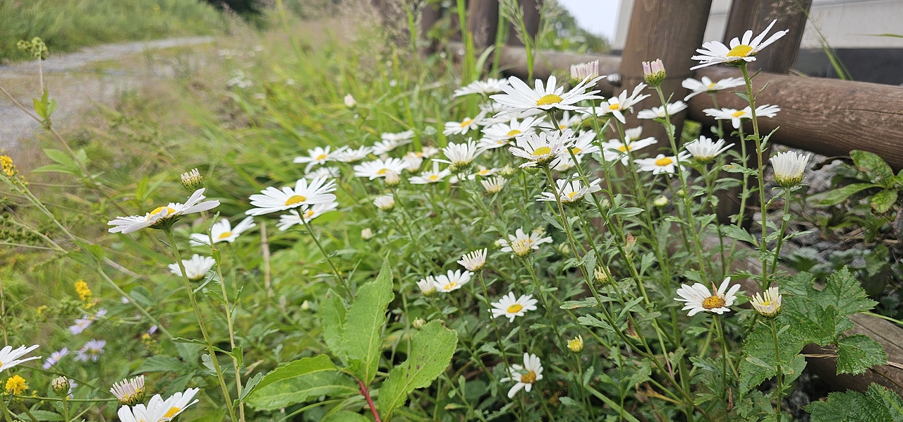 산구절초 [소백산국립공원 사무소 제공]