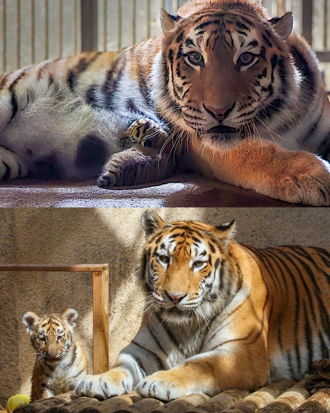 A cub nurses from its mother the day after birth at Seoul Grand Park (top), and rests beside its mother in the sunlight on Sep. 2 (bottom). (Seoul Grand Park)