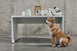 [팟캐스트] (723) 반려동물 장례, 한국 생활의 일부가 되다