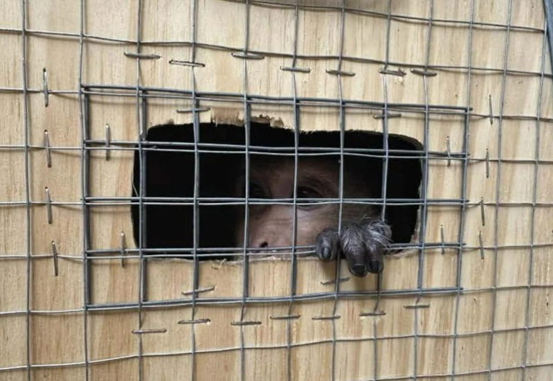 실험을 위해 이송되는 카림토토.[PETA 홈페이지 갈무리]