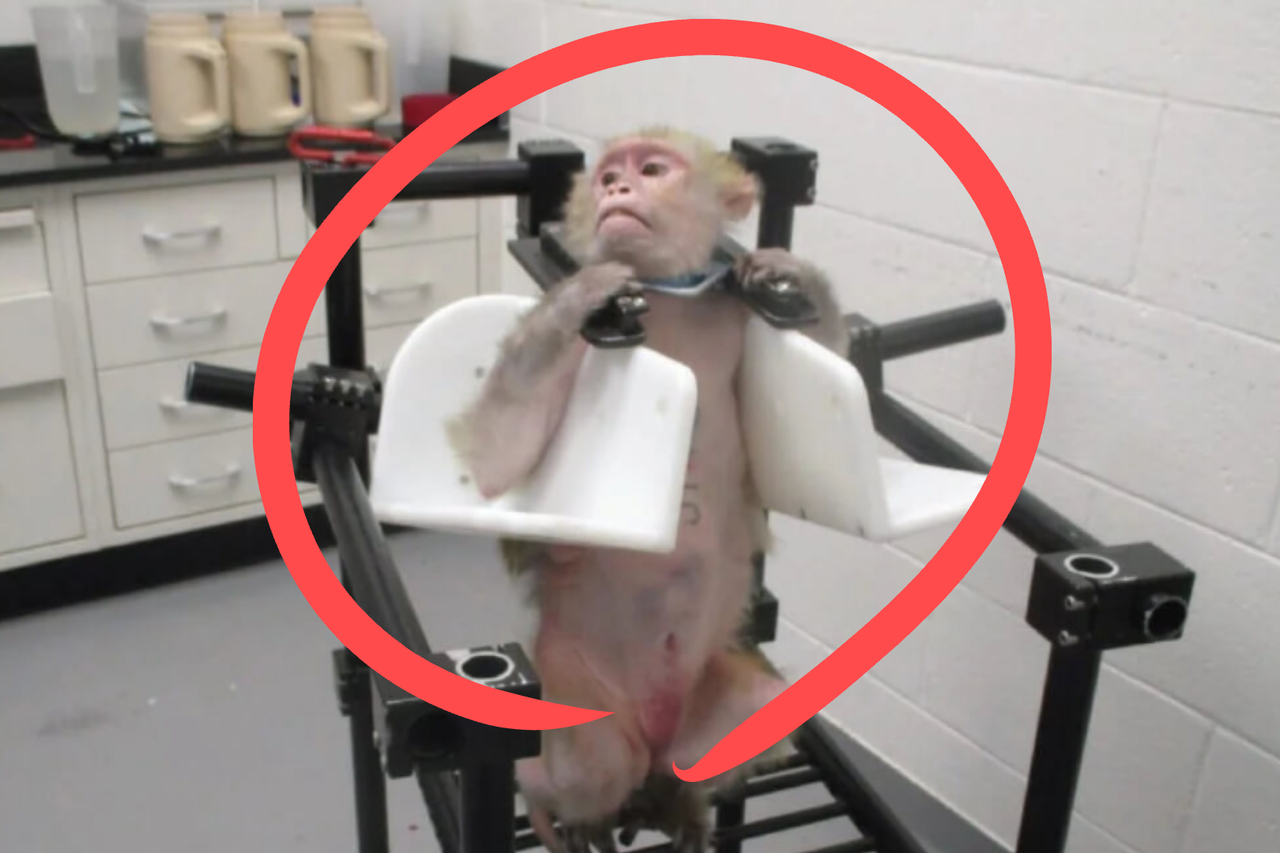 카림토토 동물실험이 진행되는 모습.[PETA 홈페이지 갈무리]