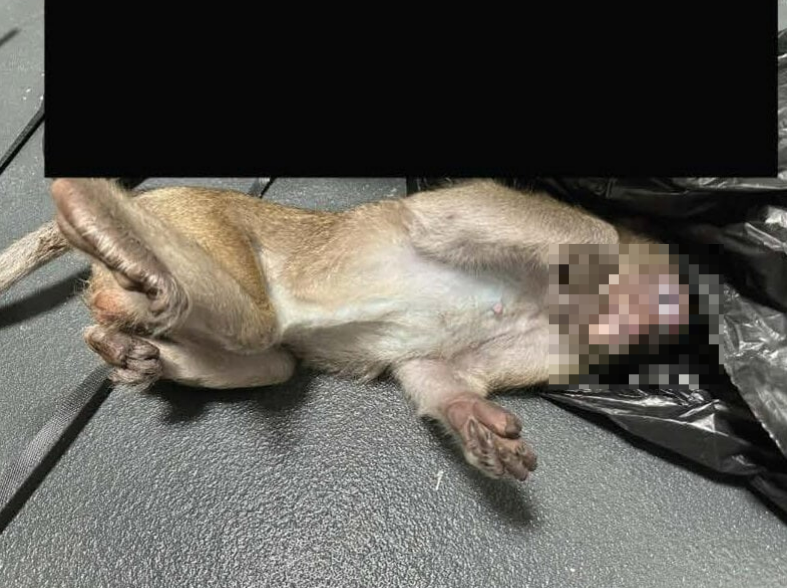 실험을 위해 이송 중 목숨을 잃은 카림토토.[PETA 홈페이지 갈무리]