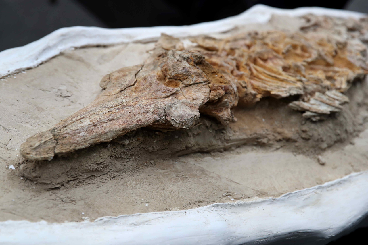 A -10-million-year-old 'dolphin' fossil was presented by the Geological, Mining, and Metallurgical Institute of Peru in Lima on Wednesday.  EPA-Yonhap