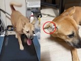 “물 한모금 없이 3시간이나” 반려견 러닝머신 생중계…견주는 ‘후원금’ 쓸어 담았다