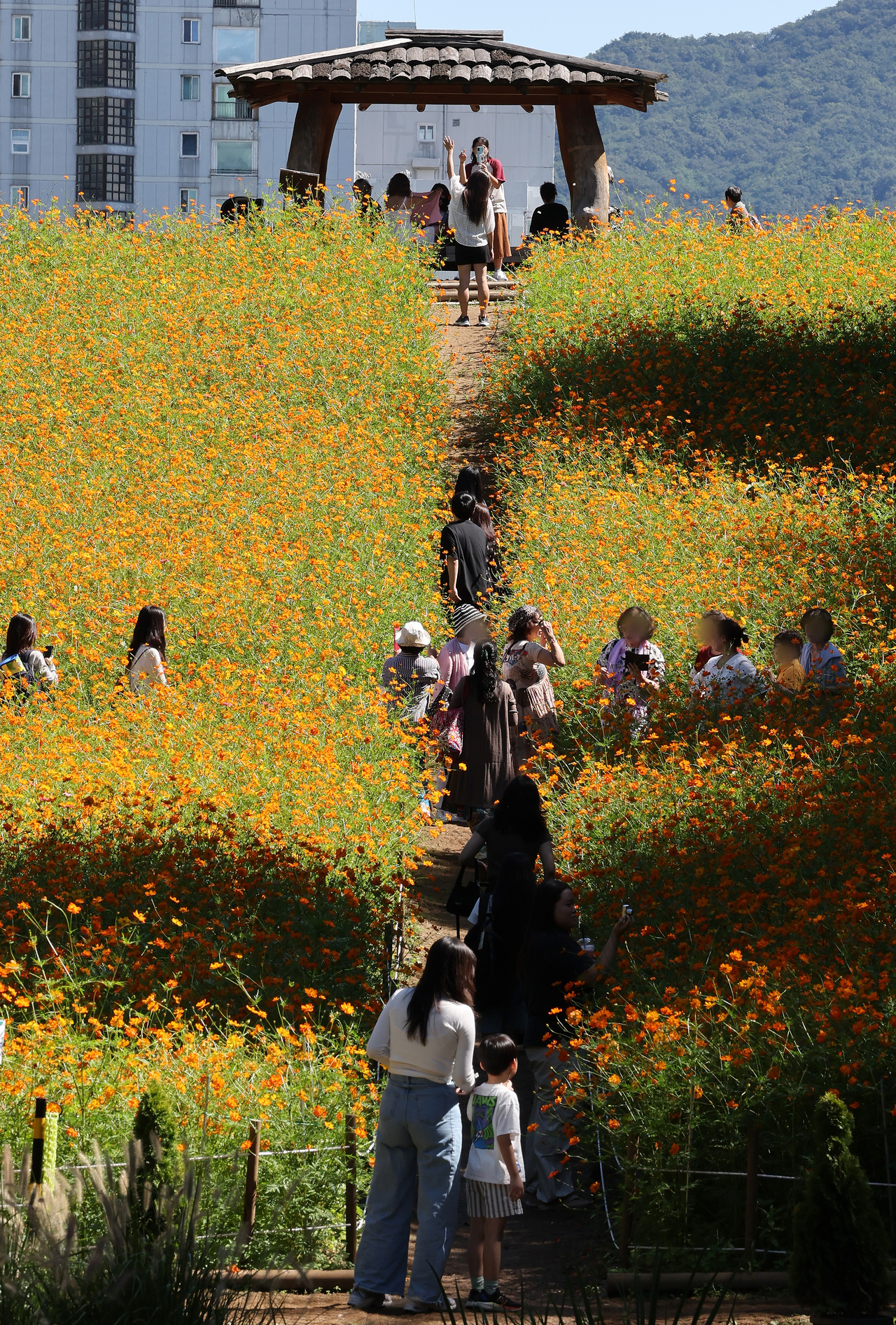 Visitors take photos and stroll among the autumn blossoms at the Wildflower Garden in Olympic Park, Songpa-gu, eastern Seoul, Sunday. (Yonhap)