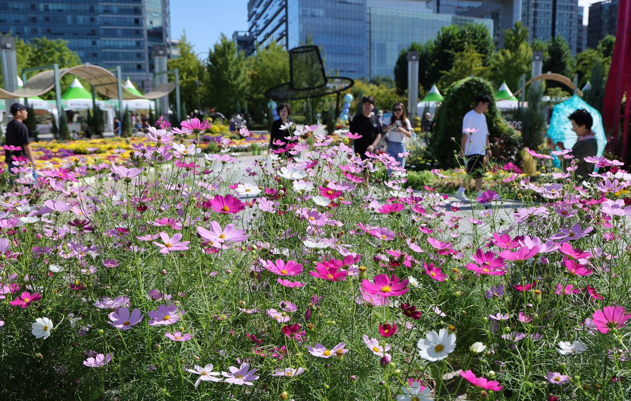 Visitors look at blooming cosmos at Ilsan Lake Park in Goyang, Gyeonggi Province, Sunday. (Yonhap)