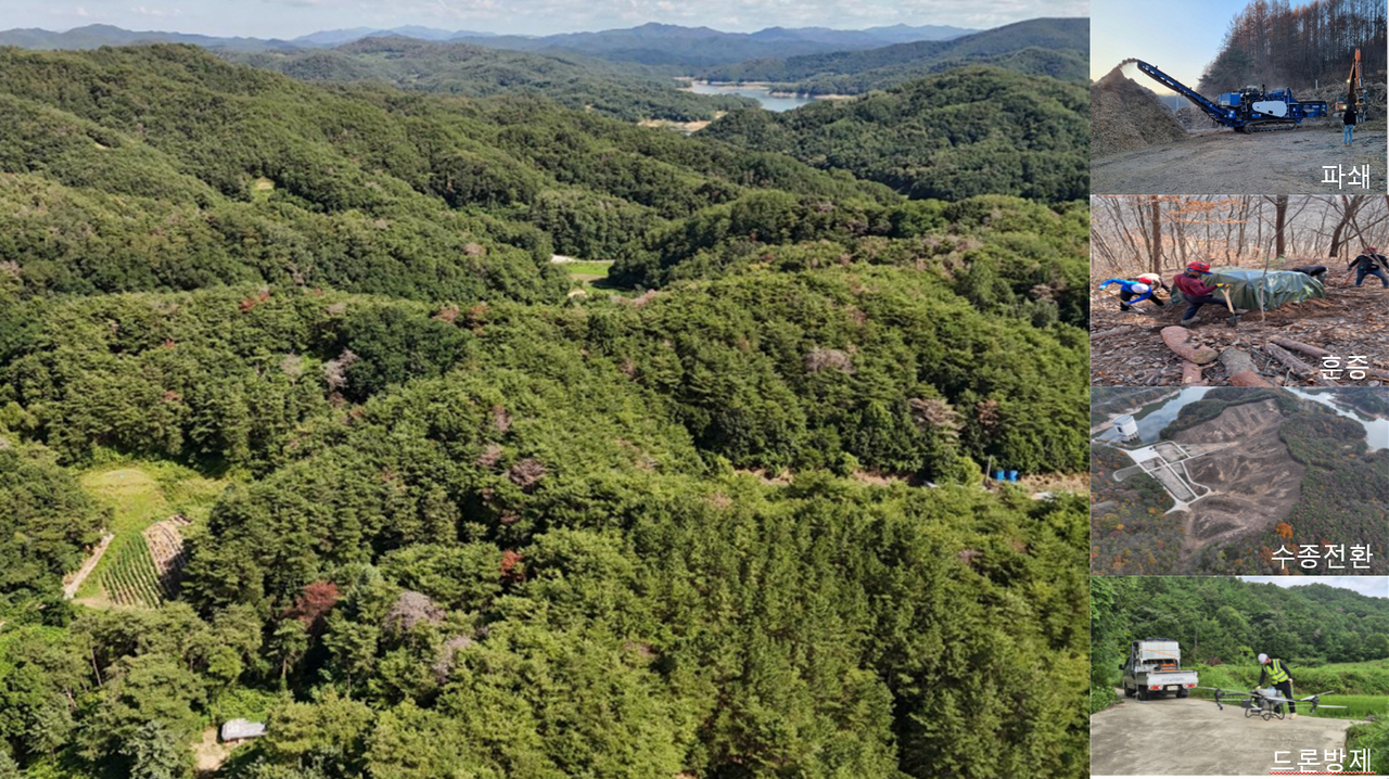 안동시가  10월부터 내년 4월 말까지 대대적인 방제에 나선다.[안동시 제공]