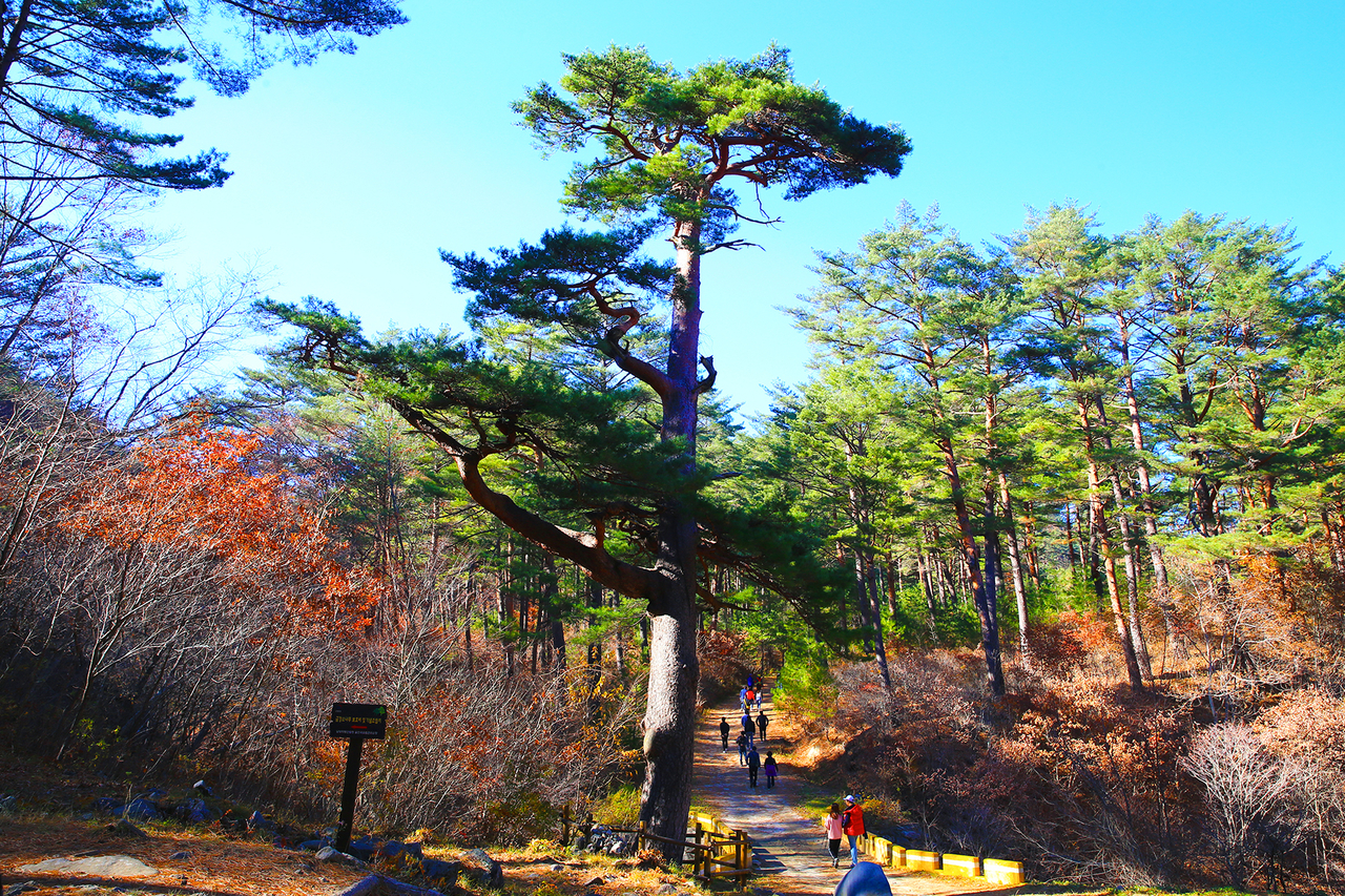 금강소나무 숲[울진군 제공]