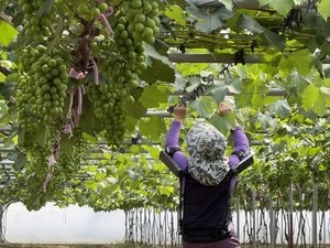 Robocrop: Farms try out Hyundai’s robotic suits