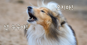 짖는 강아지 상황별 완벽 분석 [멍슬리레터]