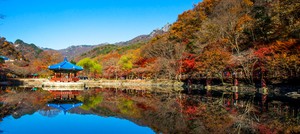 Set off on a golden journey through Korea