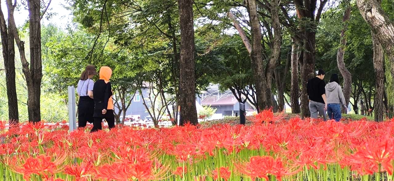붉은 꽃무릇이 시민들의 발길을 사로 잡고 있다.[영주시 제공]