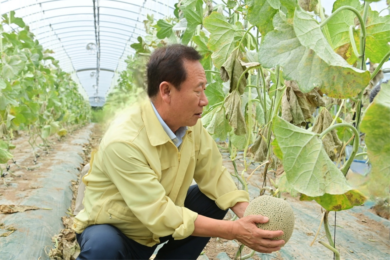 박현국 군수가 수확한 멜론을 들어보이고 있다.[봉화군 제공]