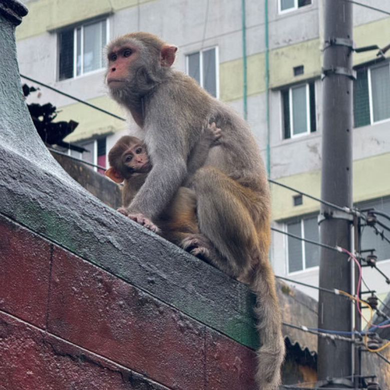 At Sadhana Aushadhalaya in Old Dhaka, a mother monkey carries her baby while high-voltage wires loom dangerously overhead.    (Daily Star)