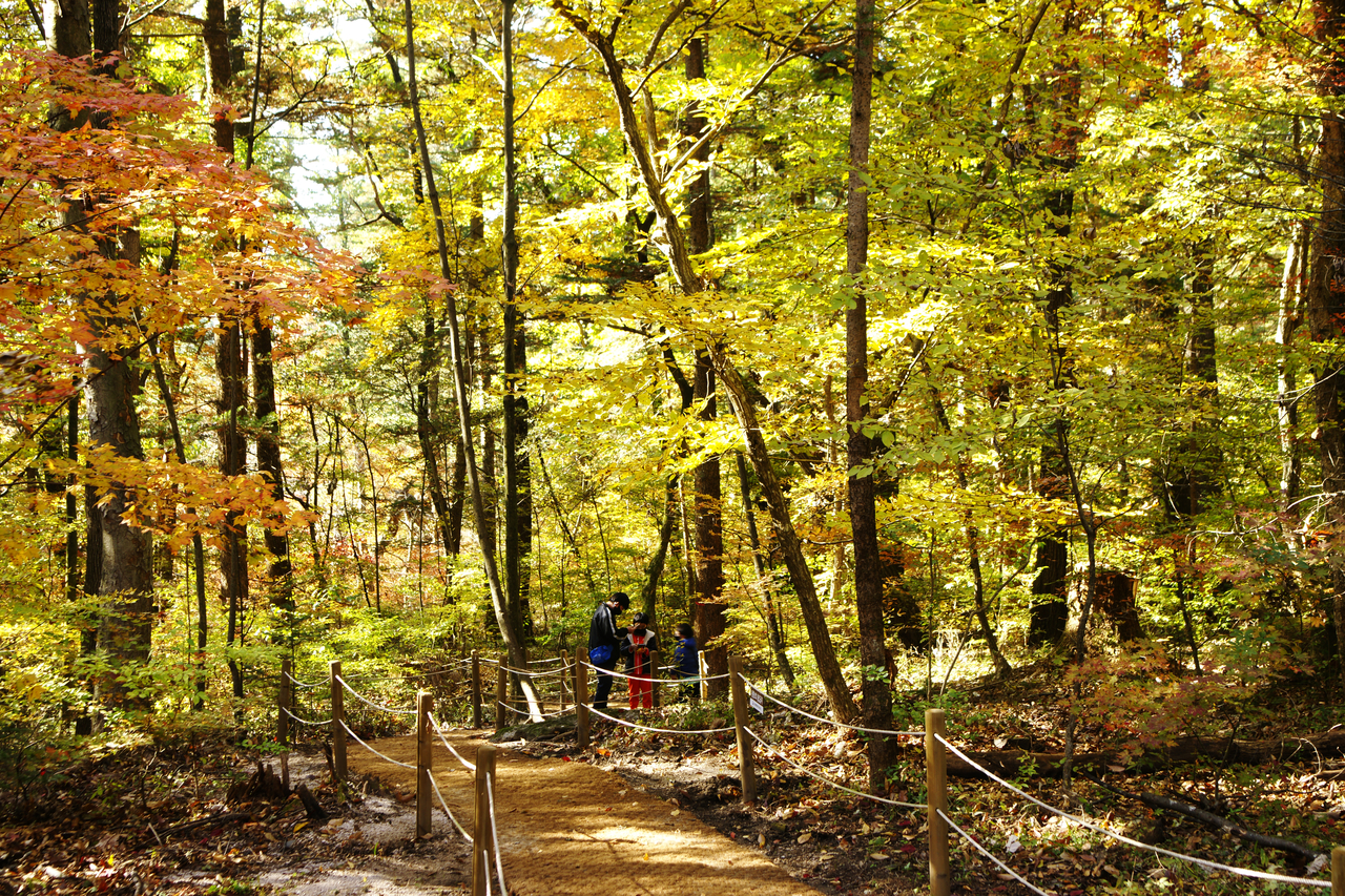 “Bokjagi Tree Forest Trail” at Gwangneung Royal Tomb in Namyangju, Gyeonggi Province (Korea Heritage Service)