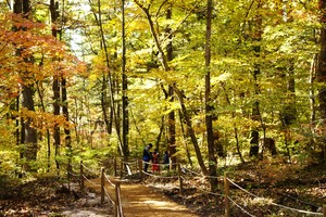Healing walks through Joseon Royal Tombs’ autumn forest trails