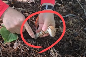 “한우보다 10배 비싸” 안 그래도 귀한데…이젠 구경도 못할 지경, 대체 왜? [지구, 뭐래?]