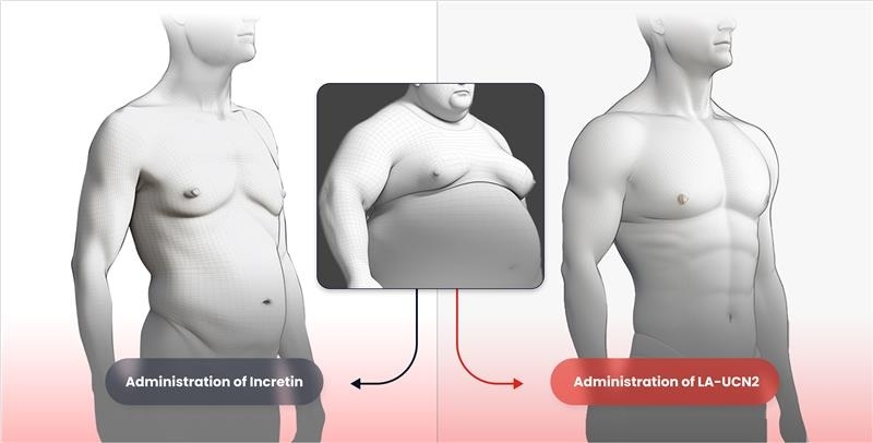 세계 최초로 근육 증가를 실현하는 신개념 엘클라시코 토토사이트 신약 HM17321(오른쪽)와 기존 인크레틴 기반 약물의 엘클라시코 토토사이트 치료 효능을 비교한 개념도. [한미약품 제공]
