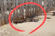 “희귀동물 사체까지 그대로” 이 해변이 세계유산…끔찍한 실태, 알고 보니 [지구, 뭐래?]