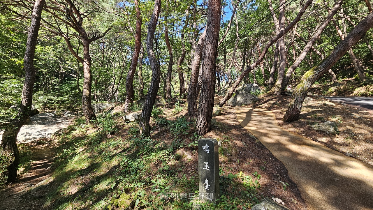봉토토사이트 운영자 공소시효 초입 소나무 숲길
