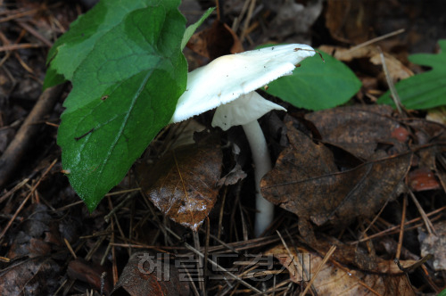 독우산광대해외 토토사이트 순의.[산림청 제공]
